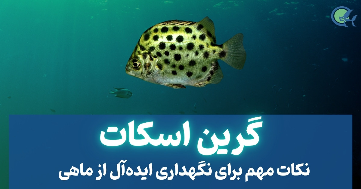 ماهی گرین اسکات