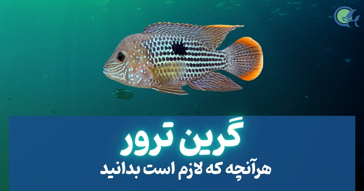 5 ویژگی ماهی گرین ترور که باید آن ها را بدانید