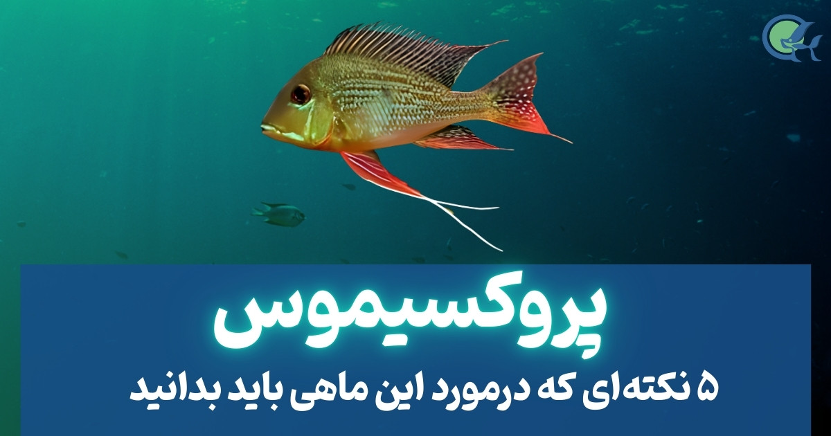 5 نکته ای که درباره ماهی پروکسیموس باید بدانید