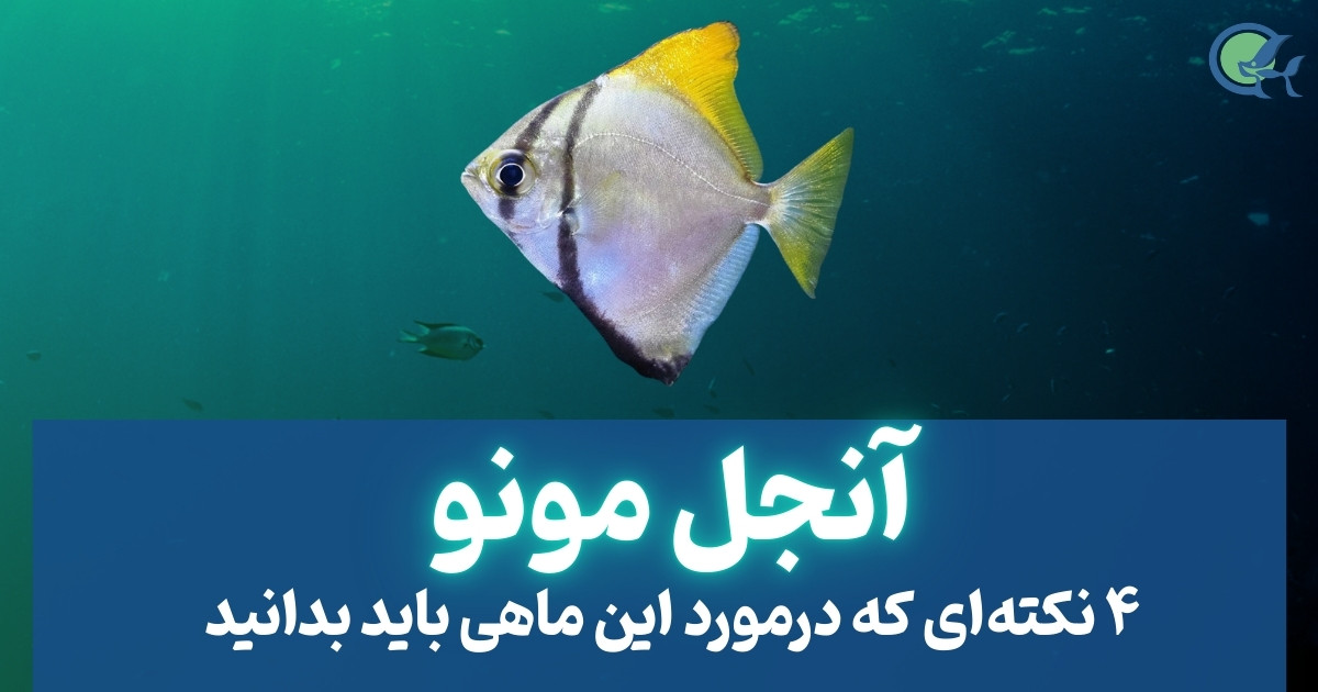 4 نکته ای که باید در مورد ماهی آنجل مونو بدانید