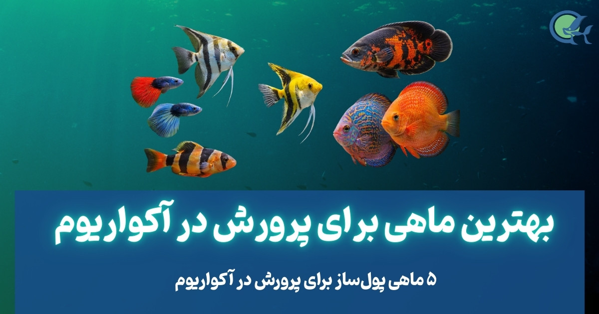 بهترین ماهی برای پرورش در آکواریوم | ۵ ماهی پول‌ساز برای پرورش در آکواریوم
