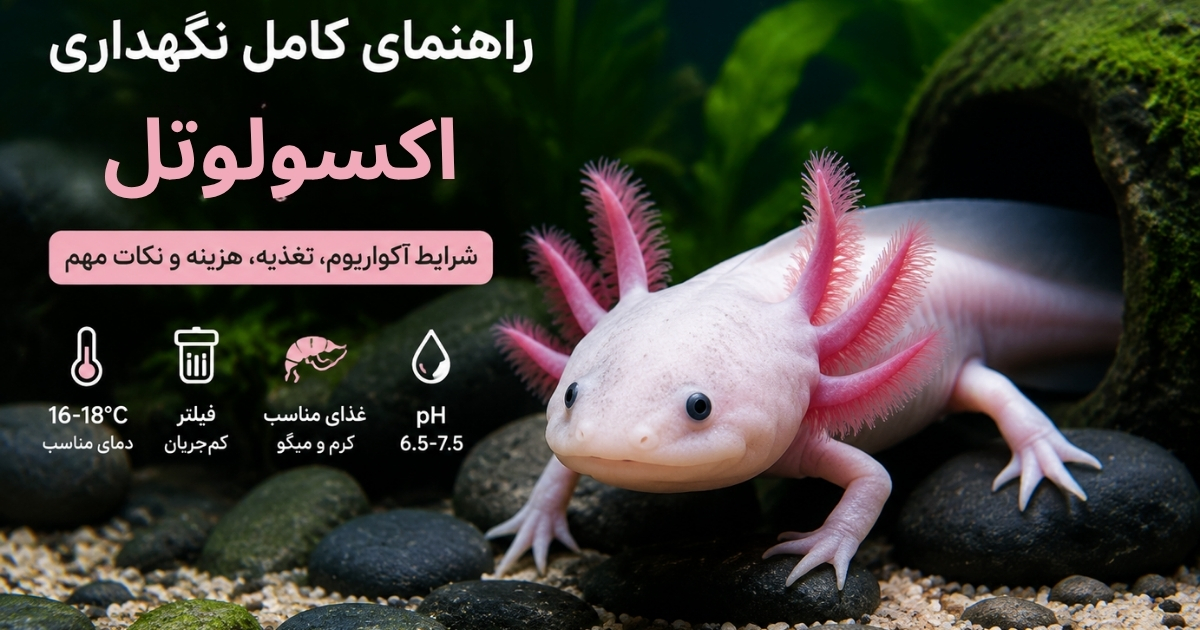 معرفی اکسولوتل و زیستگاه طبیعی آن