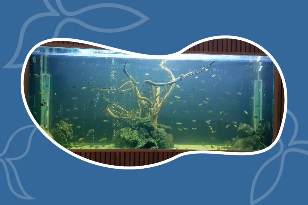 پروژه کله‌ قندی بندرعبارس