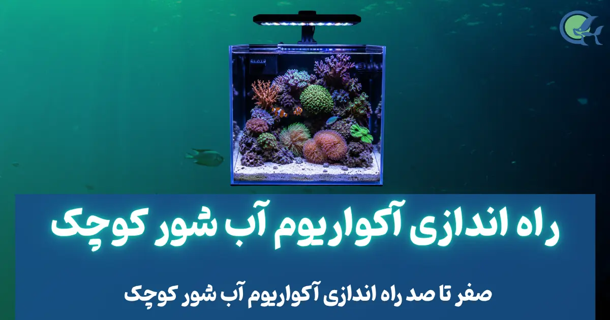 راه اندازی آکواریوم آب شور کوچک