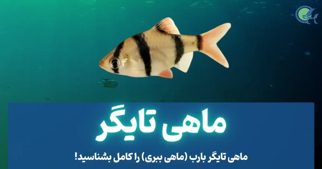 ماهی تایگر