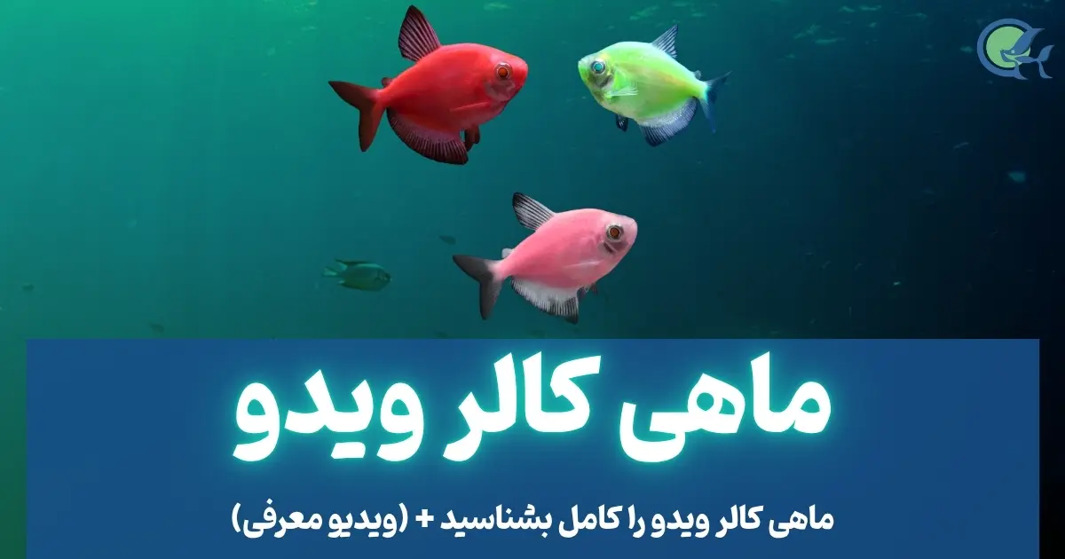 ماهی کالر ویدو