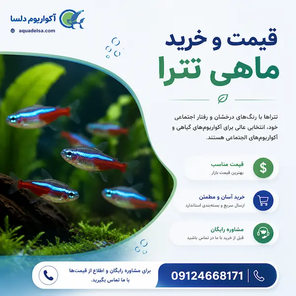 قیمت ماهی تترا | خرید ماهی تترا