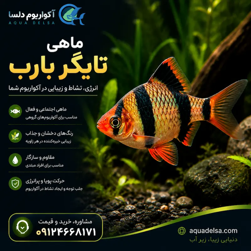 ماهی تایگر بارب