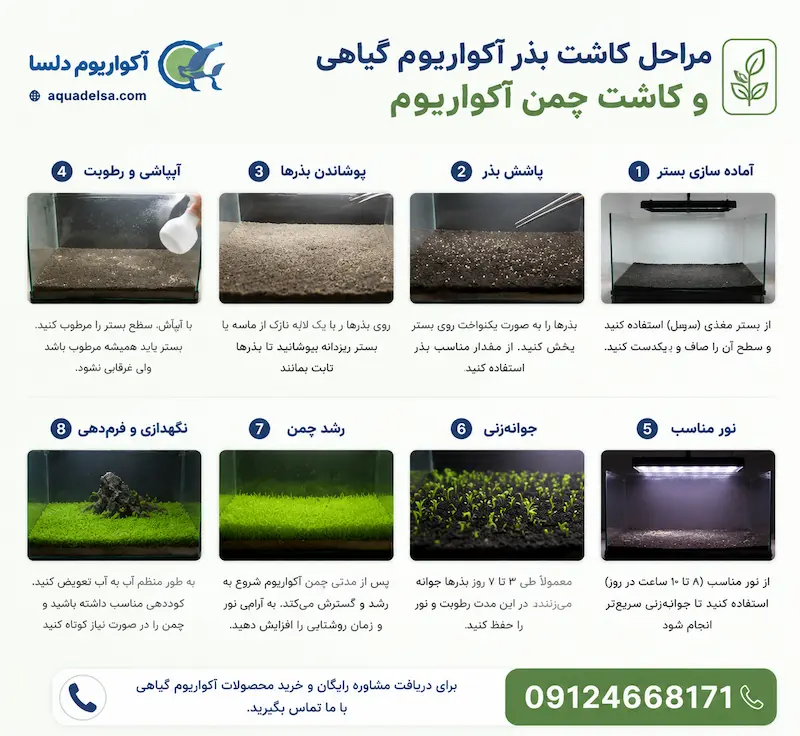 مراحل کاشت چمن آکواریوم و کاشت بذر آکواریوم گیاهی
