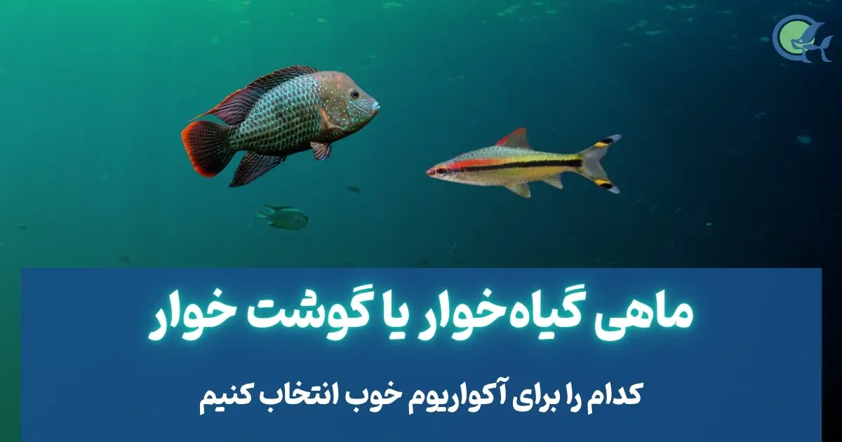ماهی گوشتخوار یا گیاهخوار