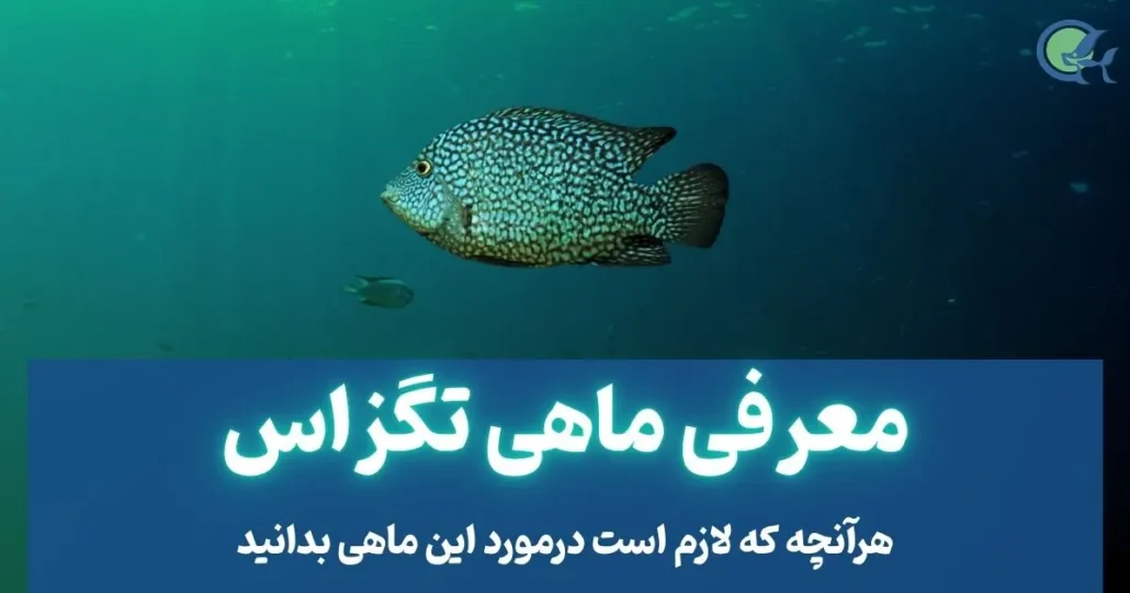 معرفی ماهی تگزاس