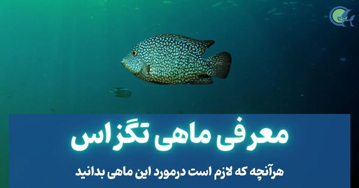 معرفی ماهی تگزاس