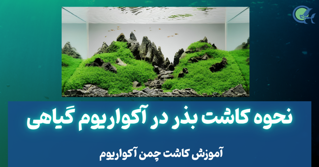 نحوه کاشت بذر در آکواریوم گیاهی