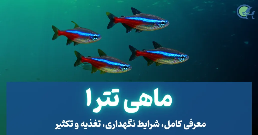 ماهی تترا