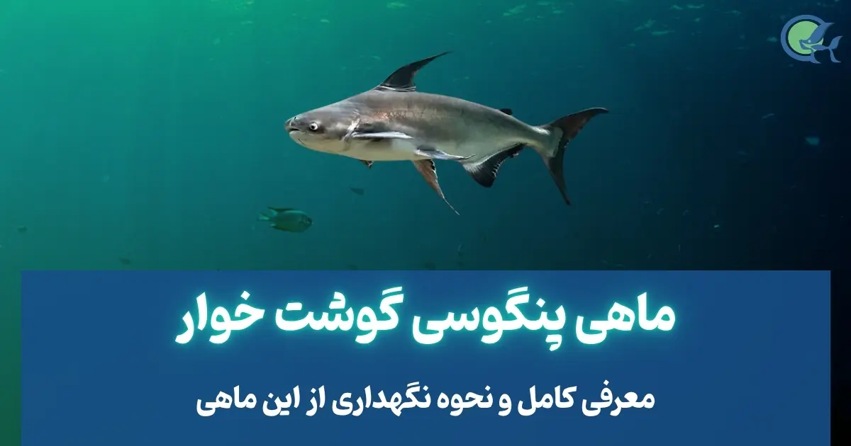 معرفی ماهی پنگوسی گوشت خوار