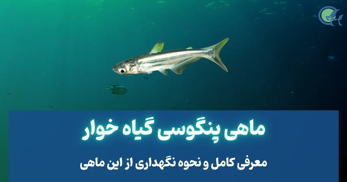 معرفی پنگوسی گیاه خوار