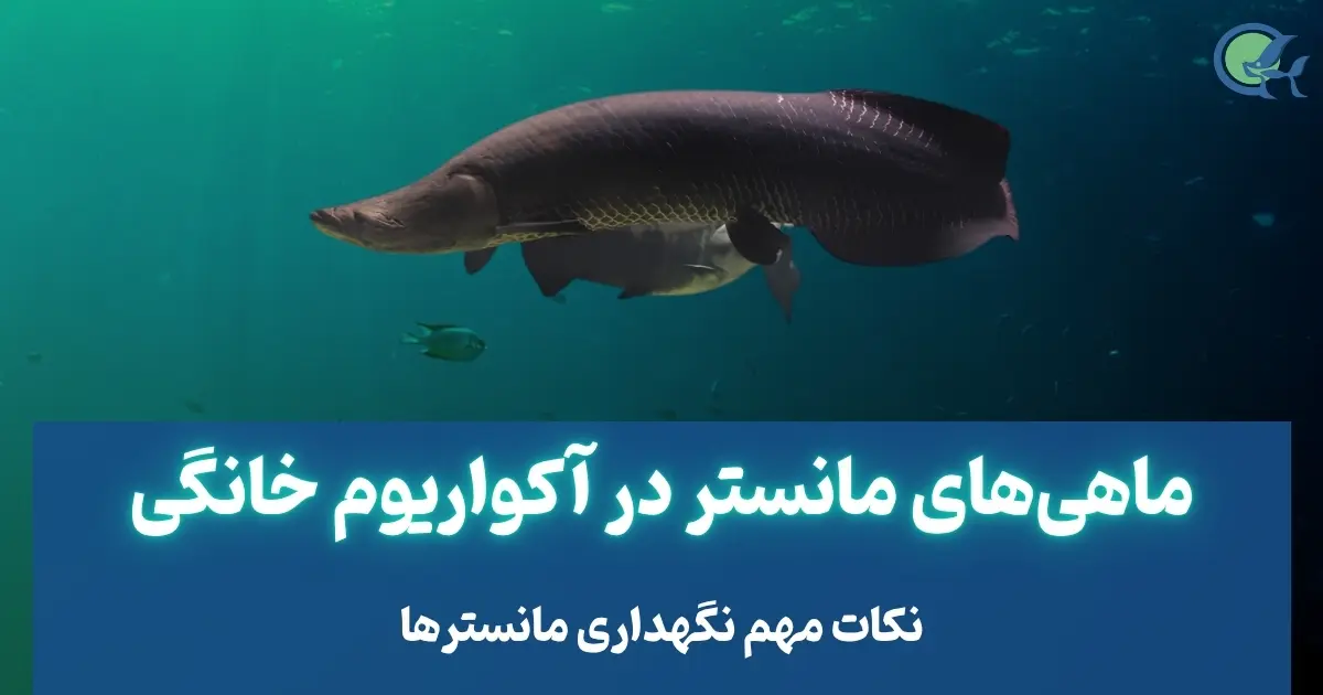 ماهی‌های مانستر در آکواریوم خانگی