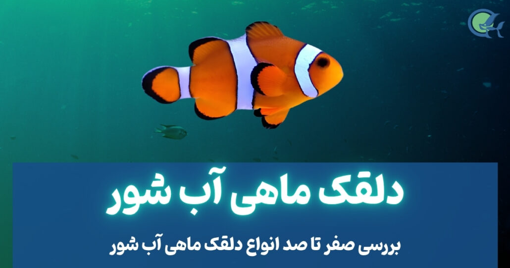 دلقک ماهی آب شور