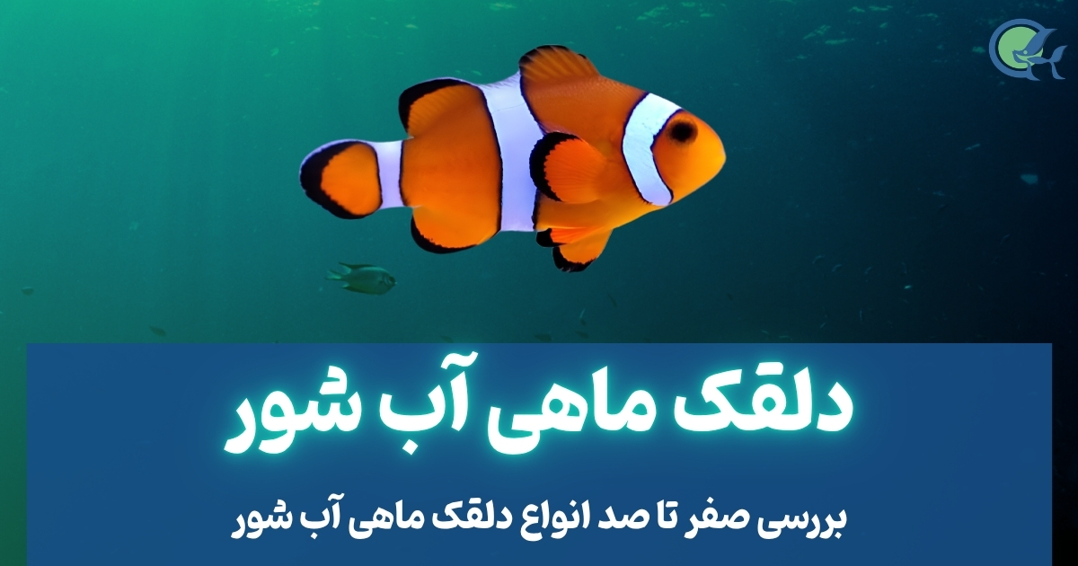 دلقک ماهی آب شور